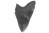 Bargain, Fossil Megalodon Tooth - South Carolina #197055-1